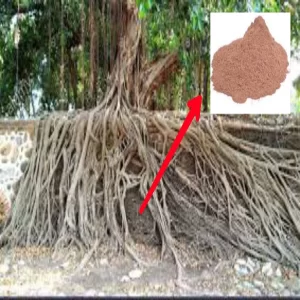 100 Percent Natural Banyan Root Powder bargad jad, 210 g