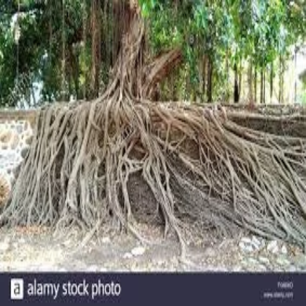 100 Percent Natural Banyan Root Powder bargad jad, 210 g - Image 2