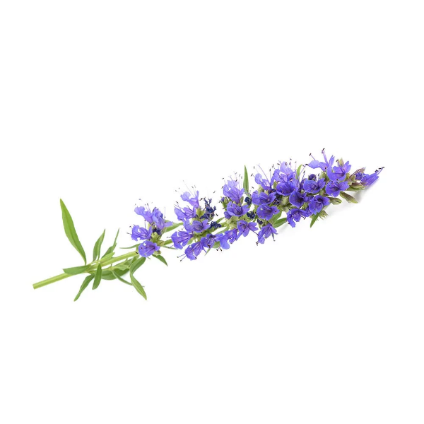 100% Pure and Natural Biokoma Hyssop (Hyssopus officinalis) Dried Herb 50g (1.76oz) in Resealable Moisture Proof Pouch - Image 4
