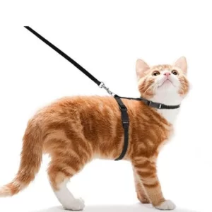 Cat Harness & Leash Set – Adjustable Nylon Harness Strap for Cats, Kittens, Rabbits & Small Pets with Training Lead (Multi-Color)