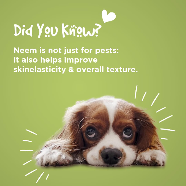 Detangled dog fur after using Herbal Neem Pet Shampoo