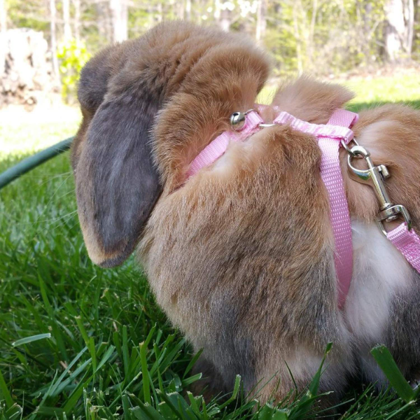 Jainsons Adjustable Pet Harness with Bell for Rabbits, Bunnies, Cats & Kittens – Comfortable, Secure, and Color May Vary (1 Pack) - Image 4