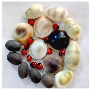Spiritual Pooja Items Combo Pack – Red Gunja Beads, Kamal Gatta, Kauri Shells & Gomti Chakra Set (5 Pieces Each) | Traditional Puja Samagri for Home Temple, Worship & Ritual Use