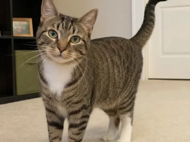 What Does a Cat Wagging His Tail Mean?